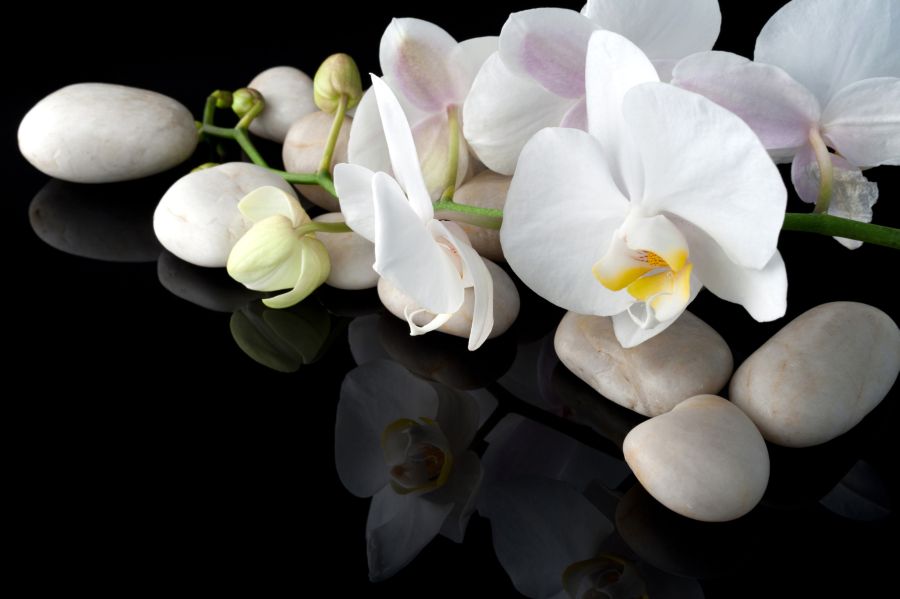 Картина на холсте ветка орхидеи, арт hd0661101