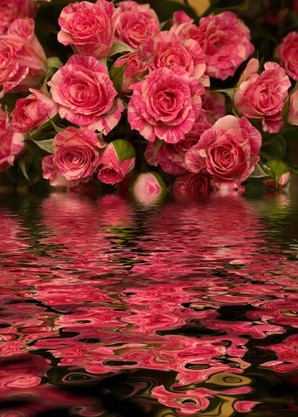 Картина на холсте розовые цветы, арт hd0638101
