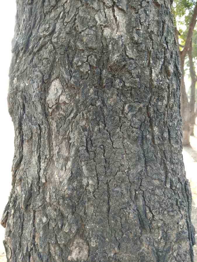 Фреска Дерево