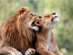 Фотообои Лев и львица