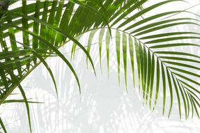 Фотообои Ветка пальмы