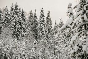 Фреска Лес в снегу