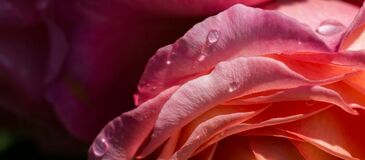 Фотообои Лепестки розы с каплями росы