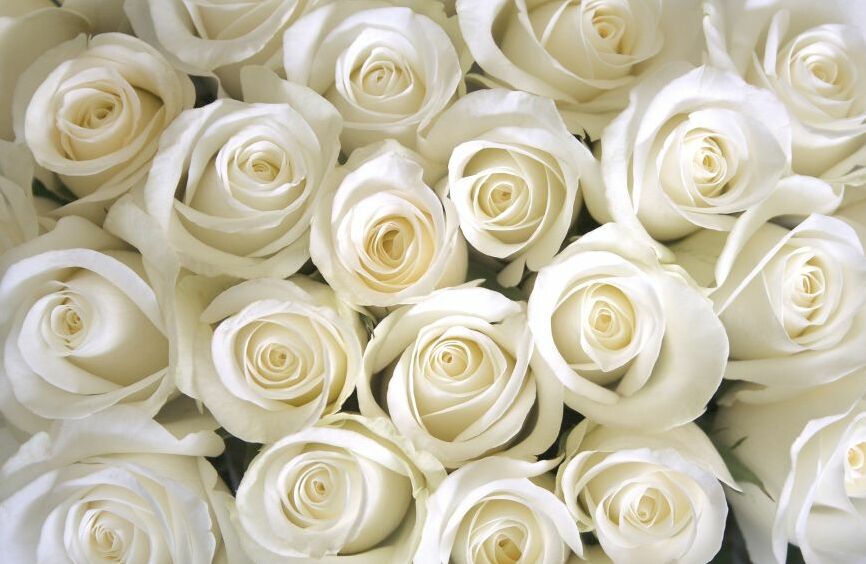 Картина на холсте Букет белых роз, арт hd0548501
