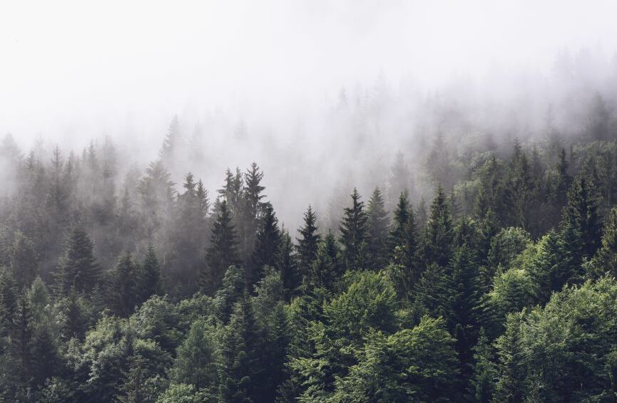Картина на холсте лес в тумане, арт hd0774501